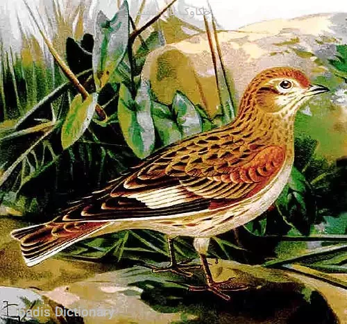 چکاوک بال سفید
